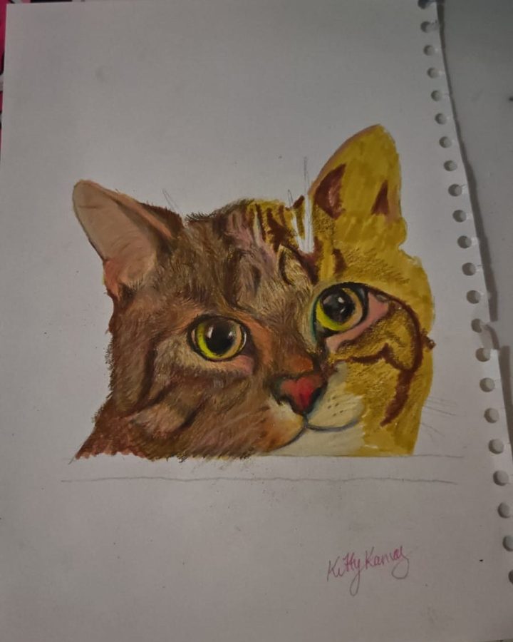 Tabby: 50%: building up the fur